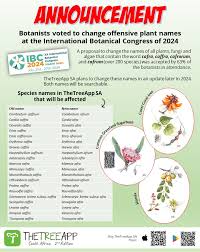 Image result for Monanthotaxis afra