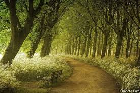 صور أجمل 10 طرق في العالم ذات الطبيعة الخلابة Beautiful Nature Outdoor Canvas Forest Path