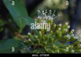 Image result for Nuxia congesta