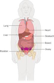 Ovarian Cancer Stages And Grades Target Ovarian Cancer