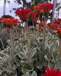 Image result for Arctotis