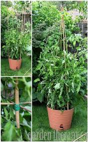 Great savings & free delivery / collection on many items. 27 Diy Tomato Cage Trellis Stake Ideas Balcony Garden Web