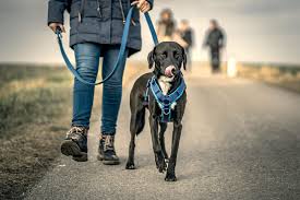 How to leash train a dog that pulls. What Equipment Should I Use When Teaching My Dog Or Puppy To Walk On A Leash Rspca Knowledgebase