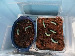 We did not find results for: Hornworm Pupating Chameleon Forums