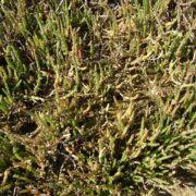 Image result for Sarcocornia decumbens