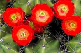 Cactus could be inspired by any number of members of the genus cactacae, but she most resembles a saguaro cactus (carnegiea gigantea), albeit with a red flower instead of a white one. 15 Cactus Myths Learn To Enjoy Your Spiny Friend Garden Myths