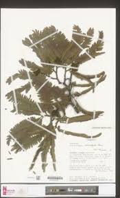 Image result for Brachystegia microphylla