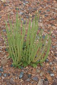 Image result for Dysphania