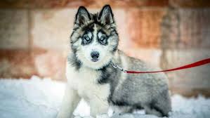 We have an extensive collection of amazing background images carefully chosen by our community. Victoria Velazquez On Twitter Siberian Husky Dog Husky Dogs Cute Dog Wallpaper