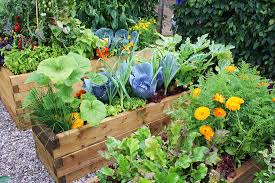 They can be found on many vegetables, flowers, and small fruit in all. Insect Deterrent Plants For The Vegetable Garden Harvest To Table