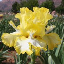 Iris Abby And Me Iris Flowers Iris Garden Beautiful Flowers Garden