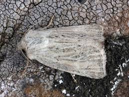 Image result for Photedes extrema