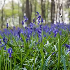 Atlantisches Hasenglockchen Im Wald Der Blauen Blumen Blumen Wald Garten