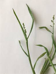 Image result for Urochloa dictyoneura