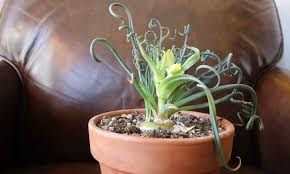 Maybe you would like to learn more about one of these? Albuca Spiralis A Twisty Frizzle Sizzle Dial A Service Canada