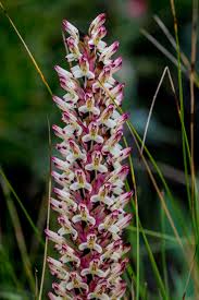 Image result for Disa fragrans