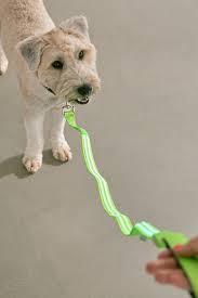 Keep Your Pet Feeling So Seen With This Light Up Dog Leash From Illumiseen Enhances Visibility To Motorists And Dog Leash Dogs Up Dog