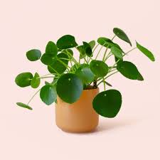 Image result for Pilea