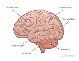 Human Brain Diagram Labeled Unlabled And Blank Human Brain Diagram Brain Diagram Human Brain