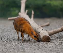 Columbus Zoo and Aquarium