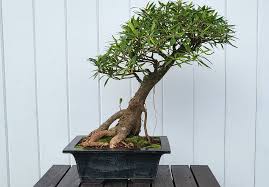 Image result for Boscia salicifolia