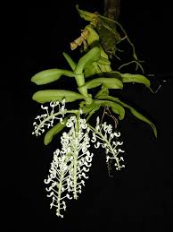 Image result for Angraecum chamaeanthus