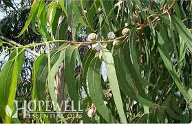 Image result for Eucalyptus citriodora