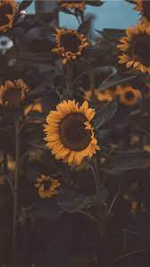 Aeropuerto De Singapur Iphone 8 Fondos De Descarga Iphone Wallpapers Ipad Wal Sunflower Iphone Wallpaper Sunflower Wallpaper Aesthetic Iphone Wallpaper