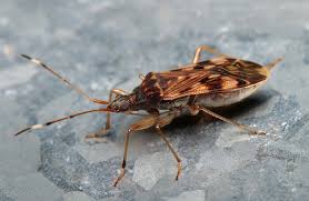 Image result for Otoptera