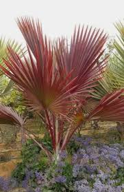 Latania Lontaroides Red Backyard Trees Landscaping Palm Trees Landscaping Backyard Trees
