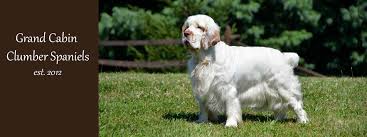 Duetsche is our male that is from europe. Grand Cabin Clumber Spaniels Home Facebook