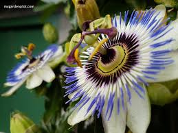 Welcome to the famous dave's garden website. How To Grow Blue Passion Flower Passiflora Caerulea Vine Care Tips