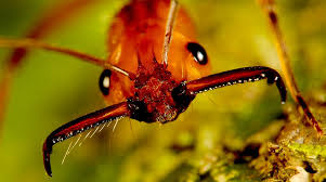 What does the short horned lizard eat? Ant Robot Jaws Bite Teeth Mandibles Offensive And Defensive Weaponry