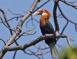 The Endemic Endangered Narcondam Hornbill Animals Of The World Pet Birds Nature Conservation