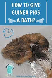 Pin On Small Pets