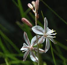 Image result for Trachyandra burkei
