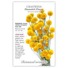 Check spelling or type a new query. Craspedia Drumstick Flower Craspedia Seeds Heirloom Sustainable Organic Q8