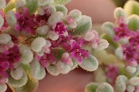 Image result for Aizoon schellenbergii