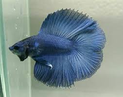 Banyak orang yang mengira ikan cupang ini berasal dari pertarungan ikan cupang sehingga menjadikan sirip ekor terbelah 2. Harga Ikan Cupang Double Tail Cupang Sehat