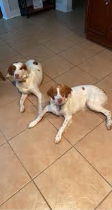 Owner Found!!! Found dog. Just called the shelter to come pick him up.  Message me if he's your.