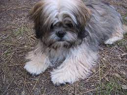 Baby Lhasa Apso Lhasa Apso Puppies Lhasa Apso Cute Dog Pictures