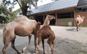 Area dari kawasan wisata taman margasatwa ragunan memang sengaja dibuat untuk menjadi kawasan wisata ramah. Bayi Unta Di Kebun Binatang Tstj Solo Diberi Nama Dovir Olan Ini Artinya Bagian 1