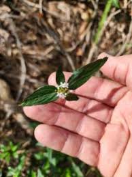 Image result for Spermacoce senensis