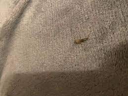 Wenn der ganze körper im bett juckt. Habe Dieses Tier In Meinem Bett Gefunden Was Genau Ist Das Gesundheit Und Medizin Insekten Juckreiz