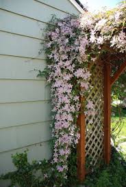 Maybe you would like to learn more about one of these? Climbing Flowers For Trellis Hoping Cuttings Will Root Well As I D Be Happy To Share This Clematis Trellis Climbing Flowers Climbing Clematis