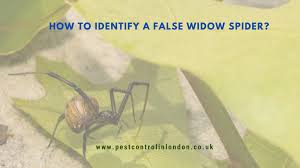 How would i identify a false widow spider? How To Identify A False Widow Spider Pest Exterminators