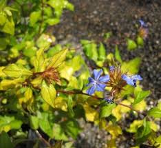 Image result for Ceratostigma griffithii