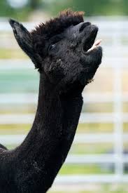 We did not find results for: Alpaca Geronimo Could Be Killed Today Despite A 90 000 Strong Petition Indonesia News