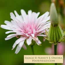 Image result for Crepis