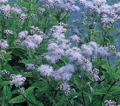 Image result for Coelachyrum